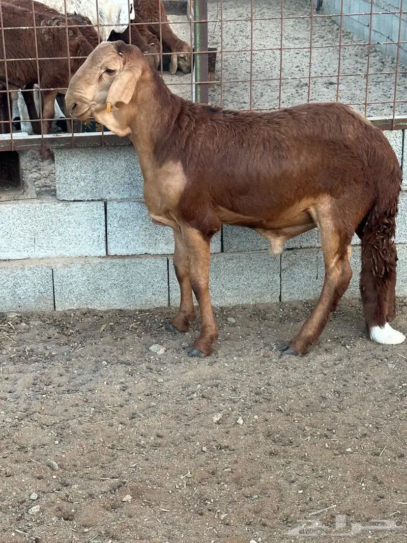 سواكنى أحمر 